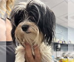 Small #3 Shih Tzu Mix