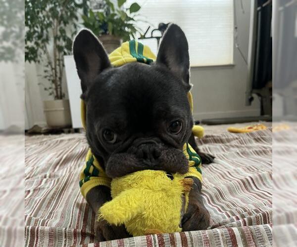 Medium Photo #2 French Bulldog Puppy For Sale in Oakley, CA, USA