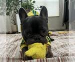 Small #1 French Bulldog