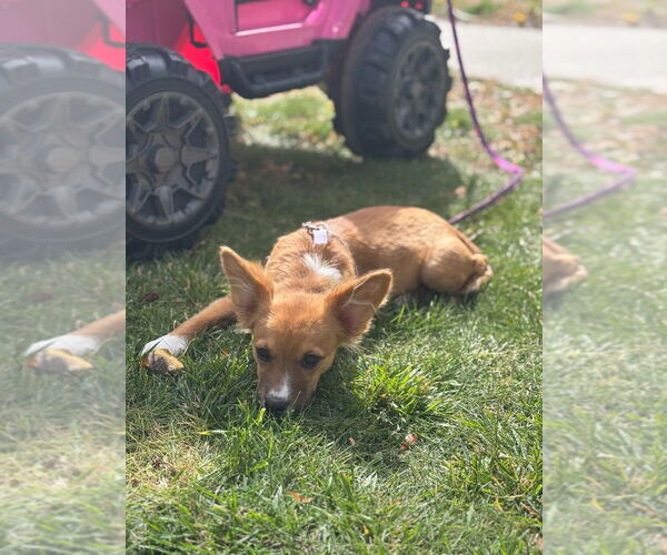 Medium Photo #1 Chiranian Puppy For Sale in Salt Lake City, UT, USA