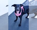 Small #1 Labrador Retriever Mix