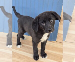 Labrenees Dogs for adoption in Lakewood, CO, USA