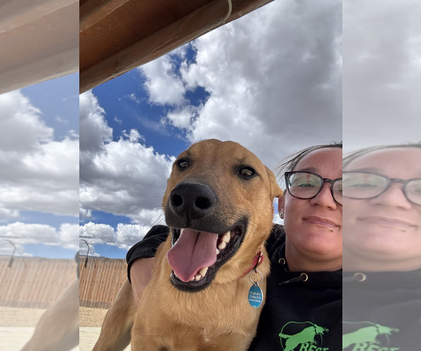 Medium Photo #6 Mutt Puppy For Sale in Incline Village, NV, USA