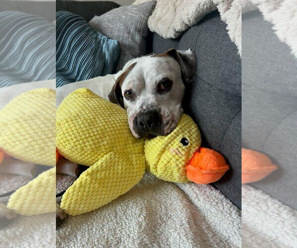 Medium Photo #18 Bulloxer Puppy For Sale in Lake Forest, CA, USA