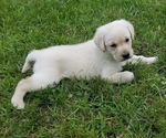 Small Photo #2 Labrador Retriever Puppy For Sale in SALISBURY, PA, USA