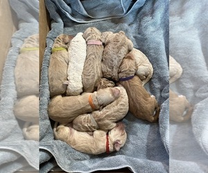 Goldendoodle Litter for sale in SARANAC, NY, USA