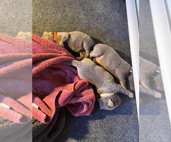 Medium Photo #4 Labrador Retriever Puppy For Sale in MODESTO, CA, USA