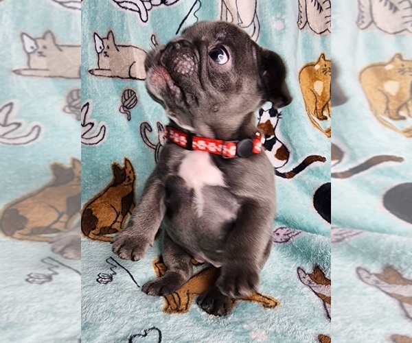 Medium Photo #7 French Bulldog Puppy For Sale in SALEM, OR, USA