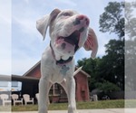 Small #3 Australian Shepherd-Catahoula Leopard Dog Mix