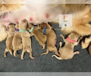Golden Retriever Puppy for sale in PORT RICHEY, FL, USA