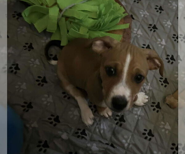 Medium Photo #4 American Pit Bull Terrier-Unknown Mix Puppy For Sale in Oakhurst, NJ, USA