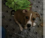 Small #3 American Pit Bull Terrier Mix