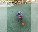 Small Photo #68 French Bulldog Puppy For Sale in LAS VEGAS, NV, USA