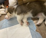 Small #8 Pembroke Welsh Corgi
