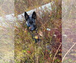 Small Photo #2 Mutt Puppy For Sale in Stevens Point, WI, USA