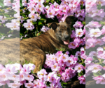Small Photo #44 Dutch Shepherd -Plott Hound Mix Puppy For Sale in McKinney, TX, USA