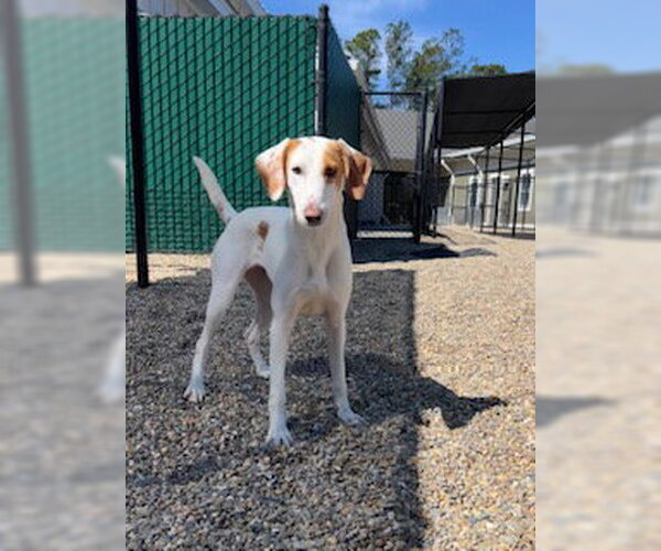 Medium Photo #4 Mutt Puppy For Sale in Hilton Head, SC, USA