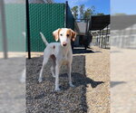 Small #3 Mutt