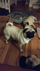 Mother of the Pug puppies born on 12/25/2017