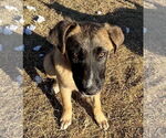Small #20 German Shepherd Dog