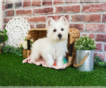 Small #4 West Highland White Terrier
