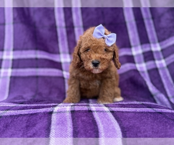 Medium Photo #6 Cavapoo (Miniature) Puppy For Sale in LAKELAND, FL, USA