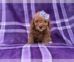 Agnes - Female Cavapoo (Miniature) Puppy for Sale - Photo #6