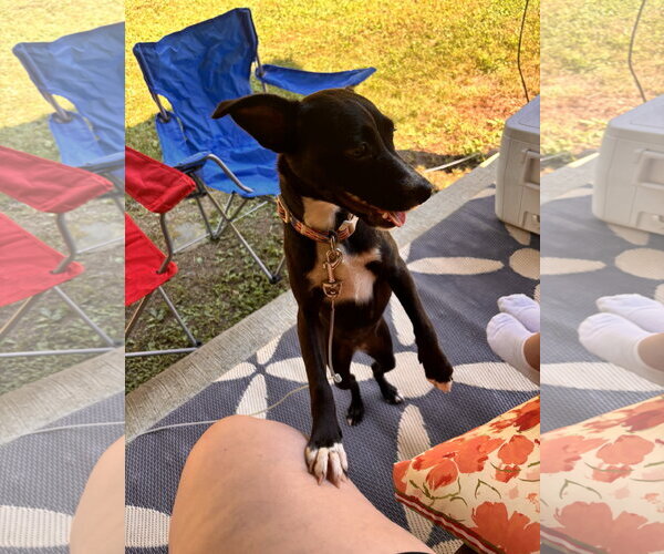 Medium Photo #2 Chihuahua-Unknown Mix Puppy For Sale in Virginia Beach, VA, USA