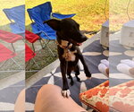Small #1 Chihuahua Mix
