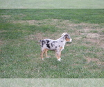 Small Photo #6 Miniature Australian Shepherd Puppy For Sale in SHILOH, OH, USA