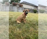 Small Photo #6 Mastiff-Unknown Mix Puppy For Sale in Oro Medonte, Ontario, Canada