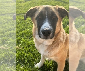 Anatolian Shepherd-German Shepherd Dog Mix Dogs for adoption in PUEBLO, CO, USA