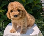 Small Photo #28 Cavapoo Puppy For Sale in GOSHEN, IN, USA