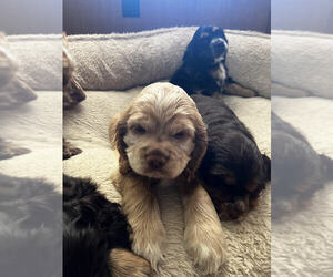 Cocker Spaniel Puppy for Sale in BEAUMONT, Texas USA