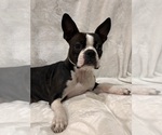 Small Photo #1 Boston Terrier Puppy For Sale in SNOHOMISH, WA, USA