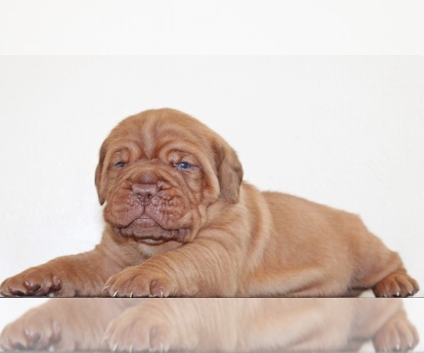 Medium Photo #7 Dogue de Bordeaux Puppy For Sale in ANDOVER, CT, USA