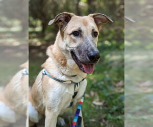 Mutt Dogs for adoption in Bellevue, WA, USA