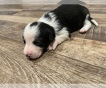 Small #8 --Border Collie Mix