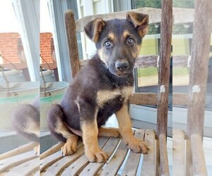 German Shepherd Dog Puppy for sale in MONROE, NC, USA