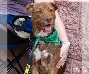 Raybans - Male Labrador Retriever-Unknown Mix Dog for Adoption - Photo #3