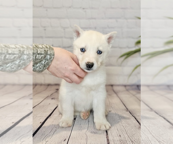 Medium Photo #4 Siberian Husky Puppy For Sale in NORTH LAWRENCE, OH, USA