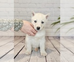 Small Photo #4 Siberian Husky Puppy For Sale in NORTH LAWRENCE, OH, USA
