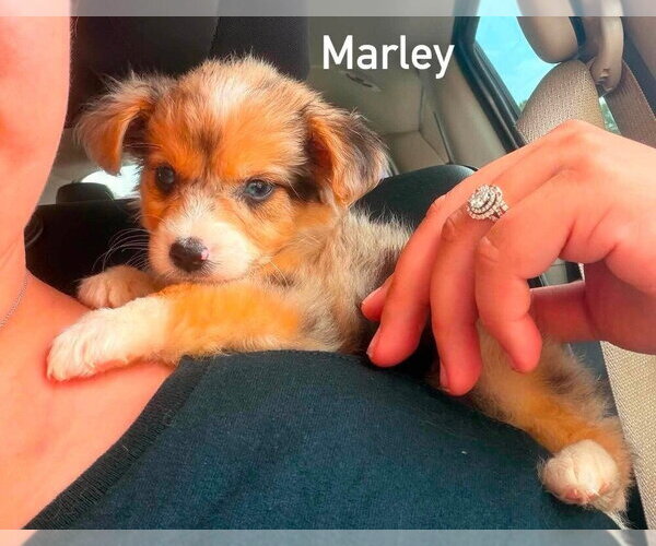 Medium Photo #1 Shih Tzu-Unknown Mix Puppy For Sale in New York, NY, USA