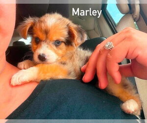 Shih Tzu-Unknown Mix Dogs for adoption in New York, NY, USA