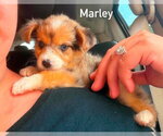 Small Shih Tzu Mix