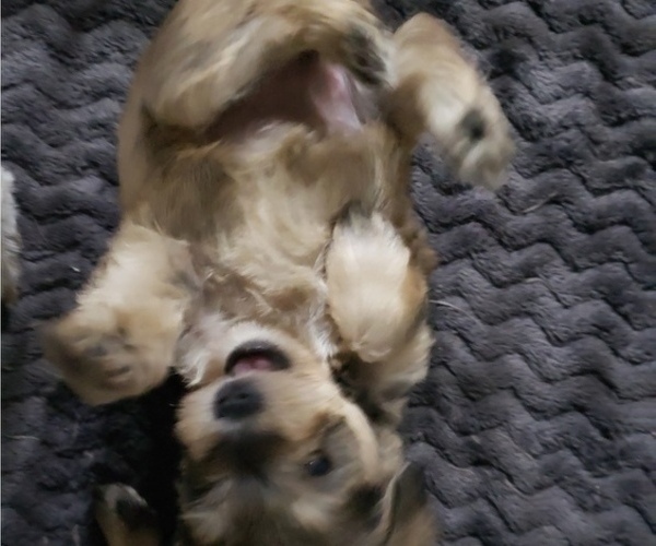 Medium Photo #7 Schnauzer (Miniature) Puppy For Sale in LEESBURG, VA, USA