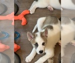 Small Photo #4 Akita-Huskies  Mix Puppy For Sale in DUBLIN, CA, USA