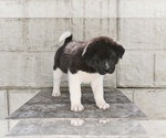Small #1 Akita