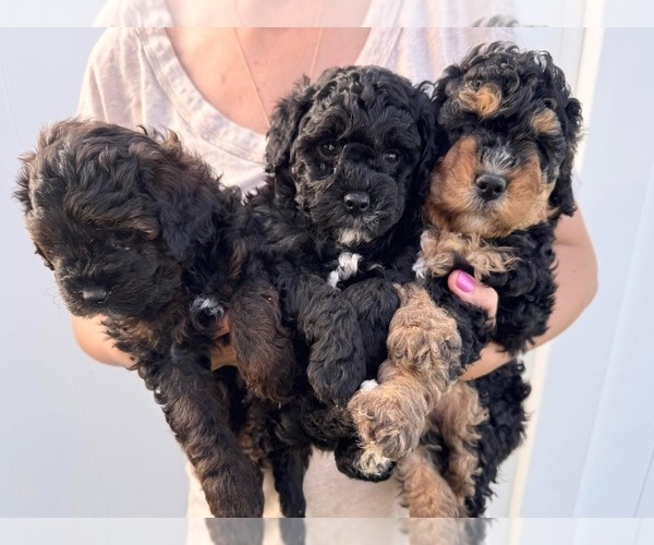 Medium Photo #8 Miniature Bernedoodle Puppy For Sale in AUBURNDALE, FL, USA