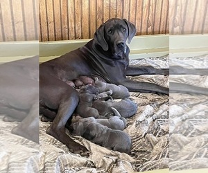 Mother of the Great Dane puppies born on 03/03/2021